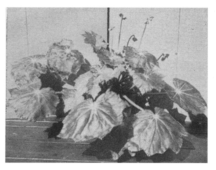 B. ‘Verde Grande’